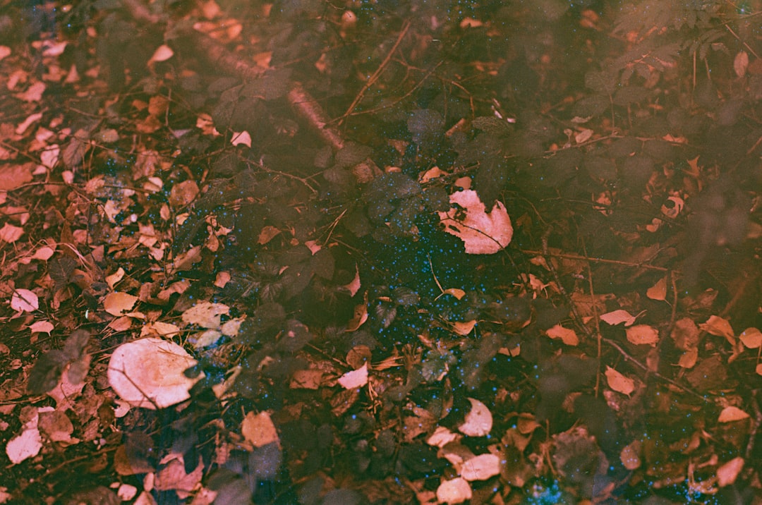 Interpretacja filmu "Zimna wojna" - kluczowe sceny i ich znaczenie